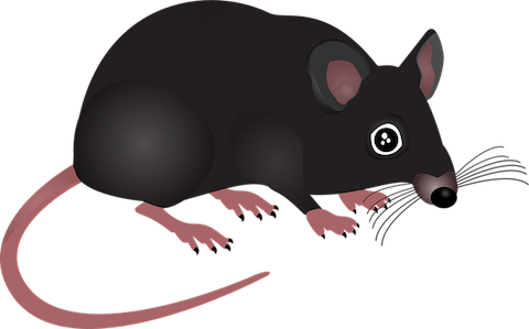 En tecknad råtta